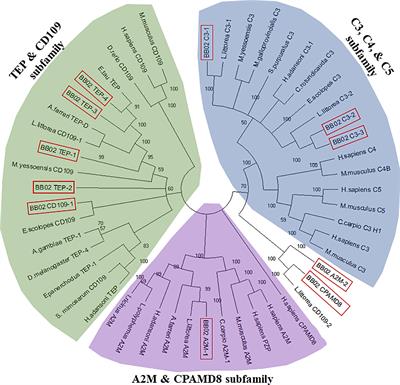 Molecular characterization of thioester-containing proteins in Biomphalaria glabrata and their differential gene expression upon Schistosoma mansoni exposure